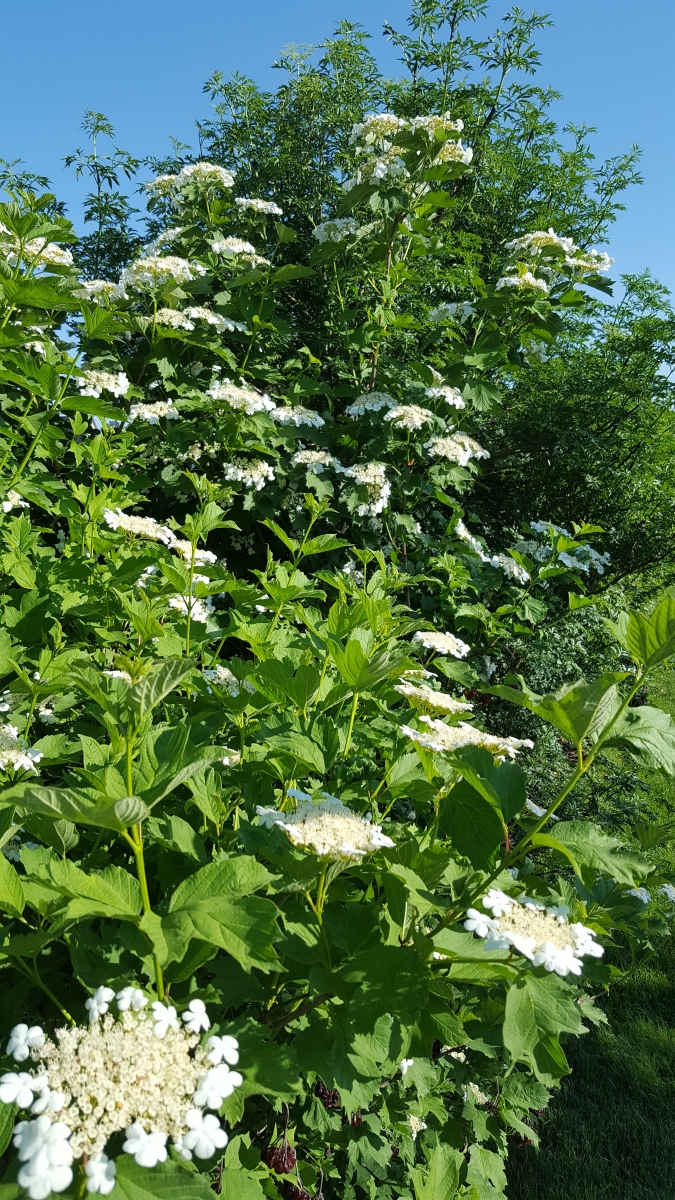 20180514-Bluetenhecke