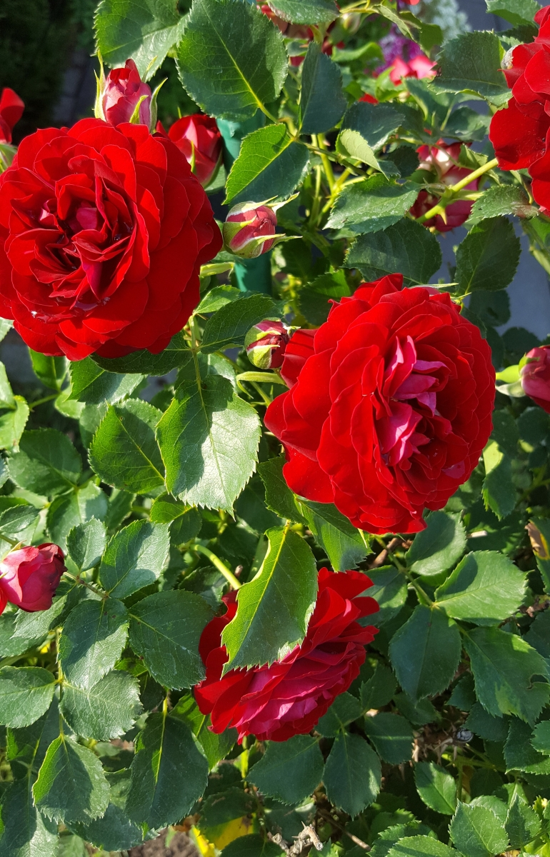 Rosen im Jahr 2018