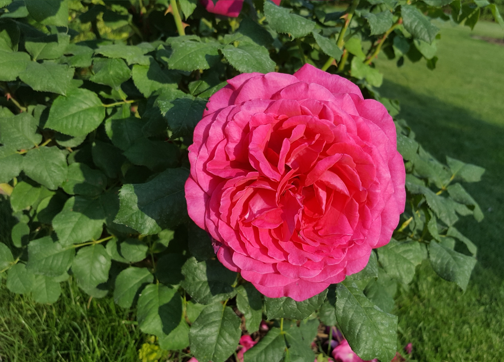 Rosen im Jahr 2018