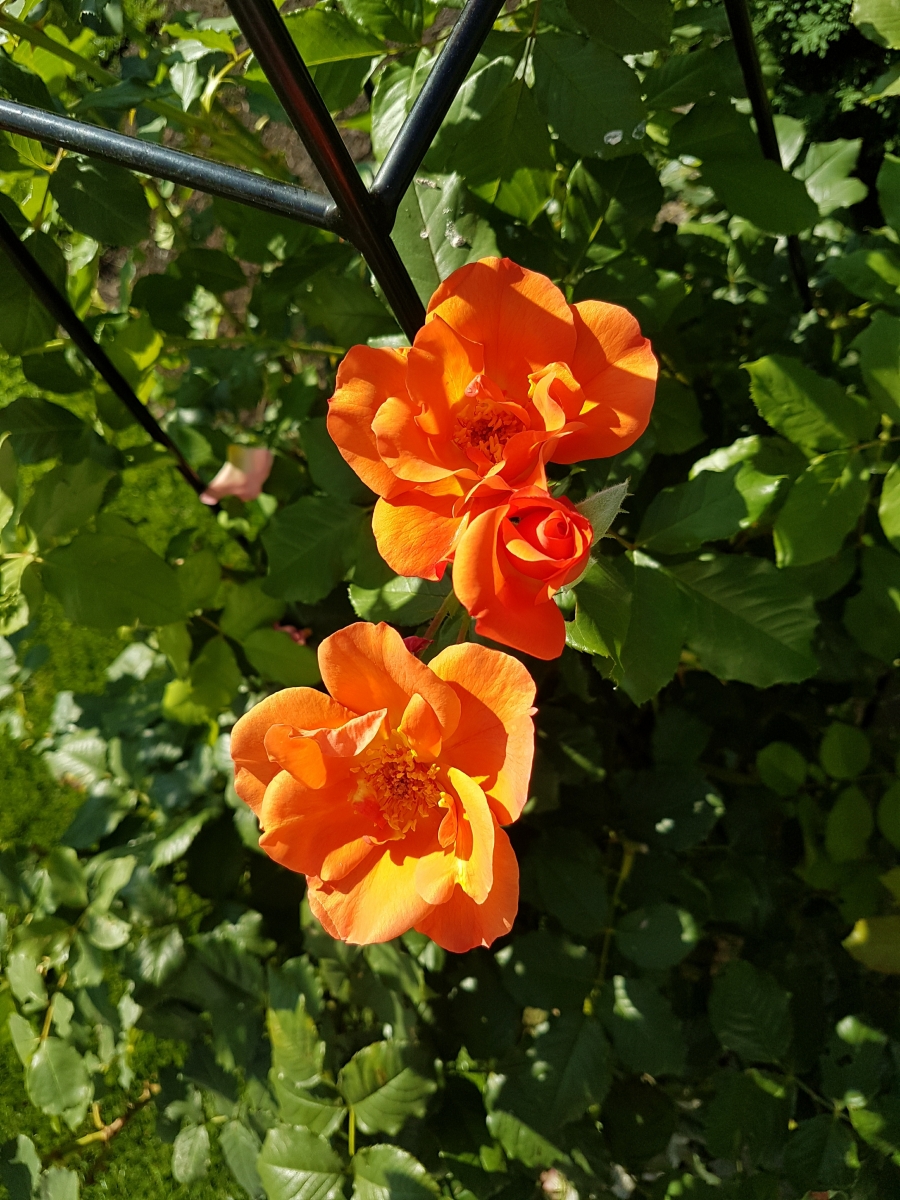 Rosen im Jahr 2018